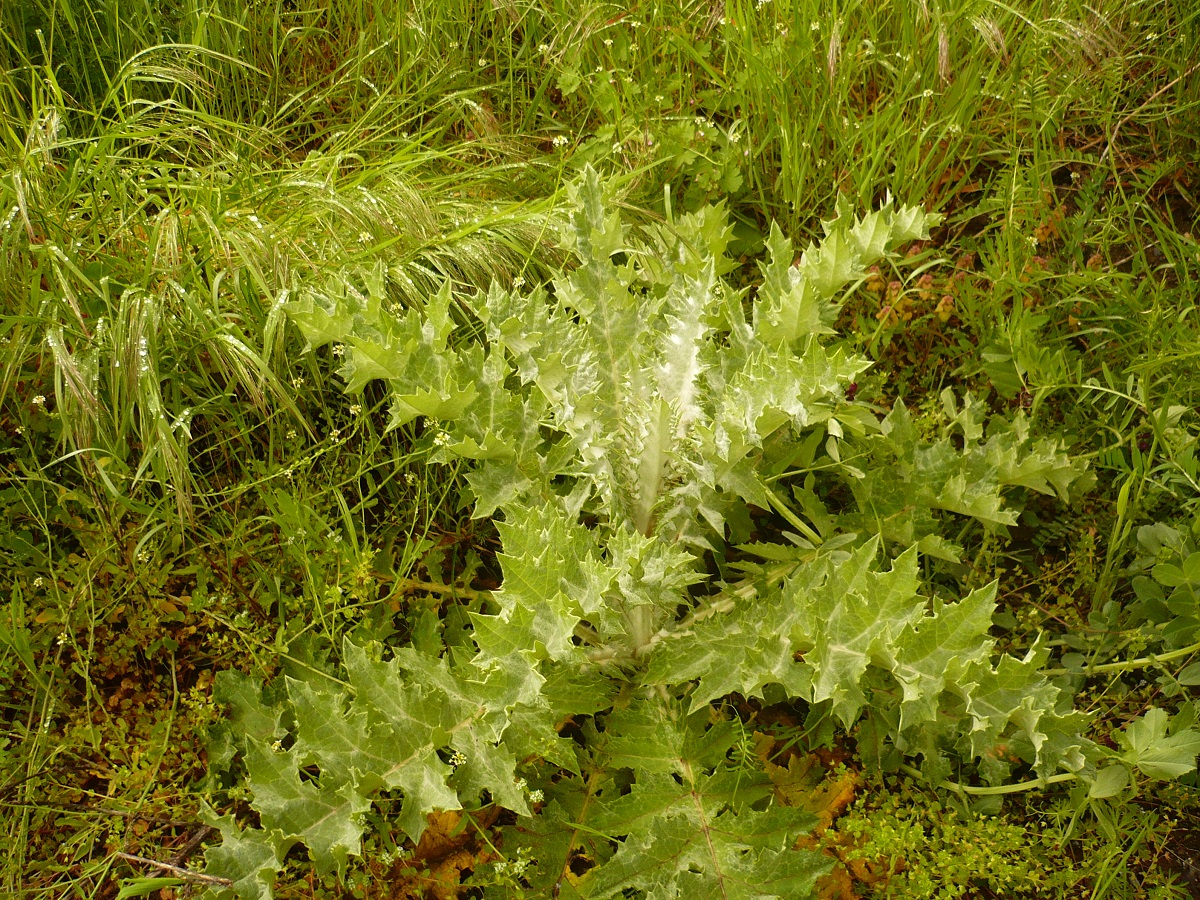 Onopordum acanthium (Asteraceae)